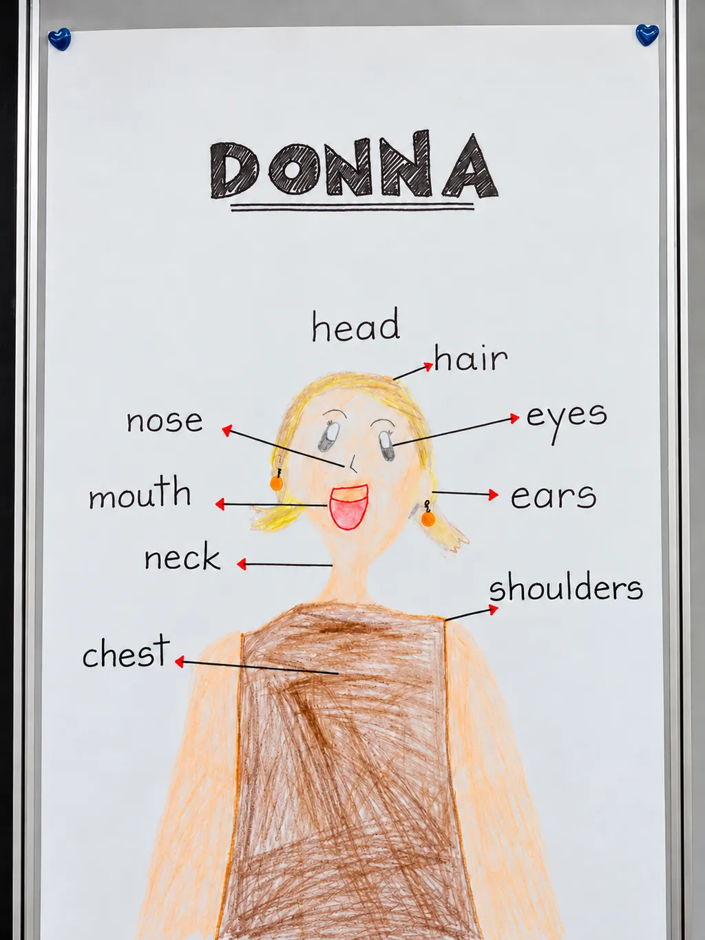 A student's labelled drawing of Donna